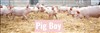 Pig boy - 