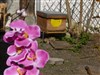 Rencontre avec des apiculteurs, découverte du miel et des abeilles - 