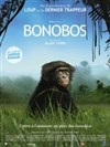 Bonobos - 