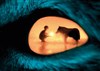 L'Oeil du Loup - 